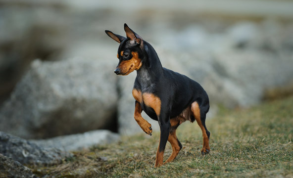 Miniature Pinscher dog on high alert on rocky shore