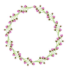 Cosmos flowers isolated on white background.