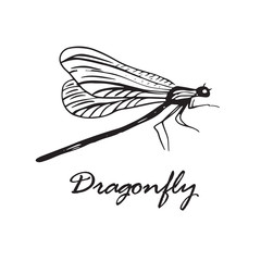 Hand drawn with ink pen dragonfly. Isolated on white background