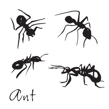 Set of hand drawn with ink brush ants. insects, illustrations, a