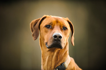 Portrait head shot of Rhodesian Ridgeback dog