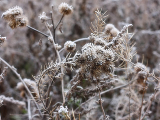 First frost in November