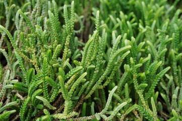 Springstone Village Ladies plant