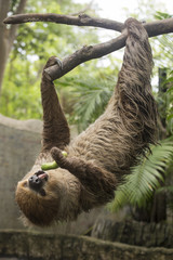 Young Hoffmann's two-toed sloth eating cucumber © kungverylucky