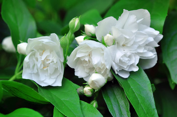 Obraz na płótnie Canvas jasmine flower