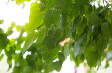 Leaf Light shone afternoon