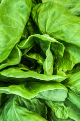 Fresh lettuce leaves, close up
