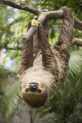 Young Hoffmann's two-toed sloth