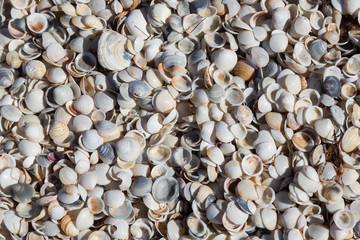 Shells on a beach