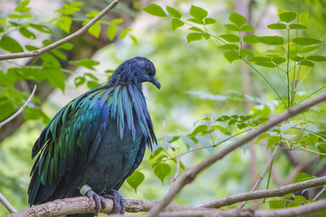 Nicobar pigeon