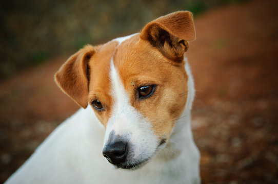 Portrait of cute Jack Russell Terrier dog