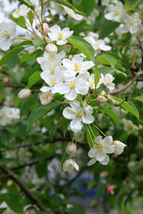 Flowers of the apple tree in spring