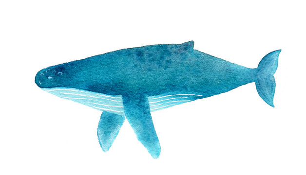 Humpback whale. Watercolor illustration