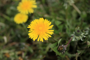 Yellow dandelions on the green field in spring