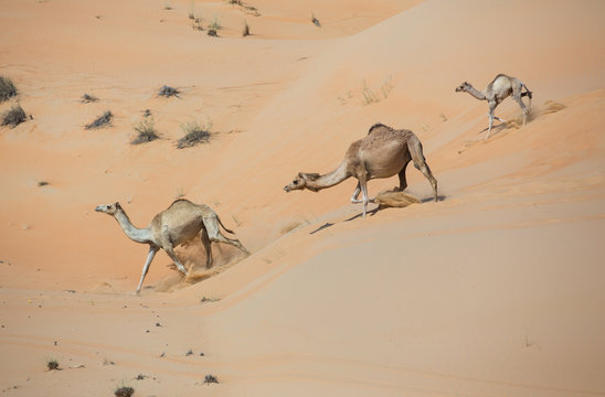 Camels walking in Liwa desert, Abu Dhabi, UAE