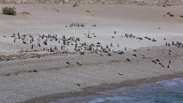 A group of Magellanic penguin on the beach at Punta Tombo, Argentina