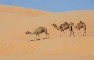 Camels walking in Liwa desert, Abu Dhabi, UAE