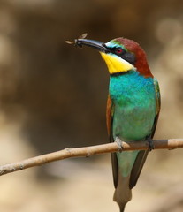 European bee-eater, Merops apiaster