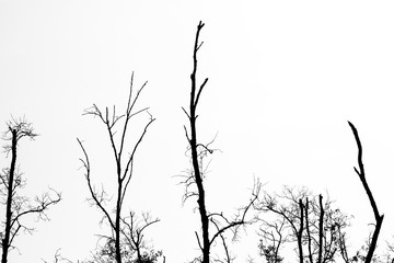 Branches of dead tree