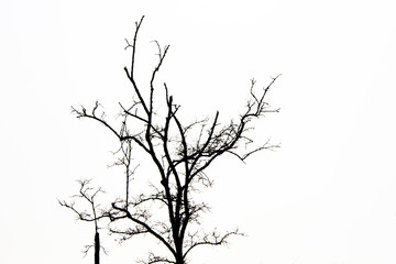 Branches of dead tree