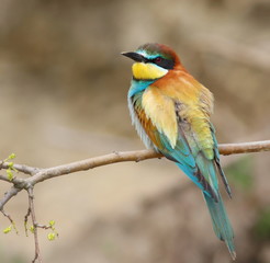 European bee-eater, Merops apiaster