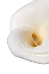 Fototapeta na wymiar macro shot of calla lily