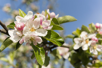 pinkish flowers of apple tree with green leaves on a branch