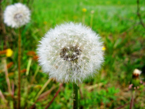 Dandelion with seeds macro view