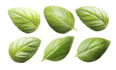 Set of fresh basil leaves isolated on white