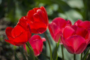 Red Tulips, Medium Close-up