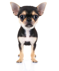 Small chihuahua puppy on the white background