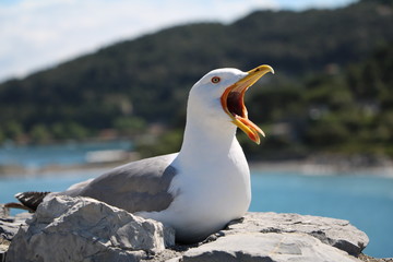 Screaming Larus michahellis sea gull  