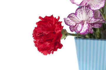 red carnation and violet carnation