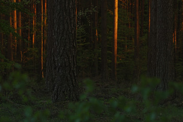 Dark forest background