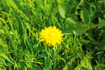 Blooming dandelion on green grass background, closeup