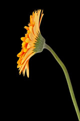 daisy flower against dark background.