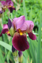 Closeup of iris
