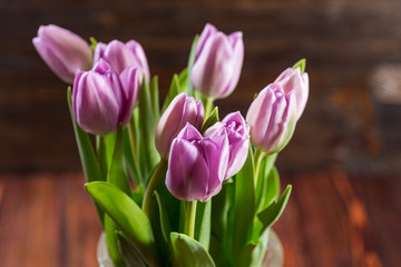 Purple tulips flowers