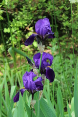 Closeup of iris
