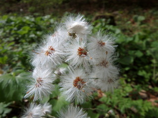 White butterbur (Petasites albus)