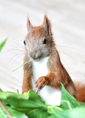 junges Eichhörnchen