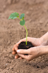 seedling of cucumber with soil in woman hands