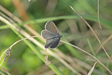 Zwergbläuling (Cupido minimus)
