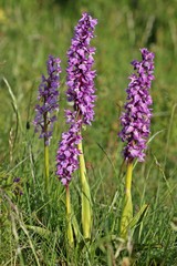 Stattliches Knabenkraut (Orchis mascula) mit Körbchenspinne (Agalenatea redii)