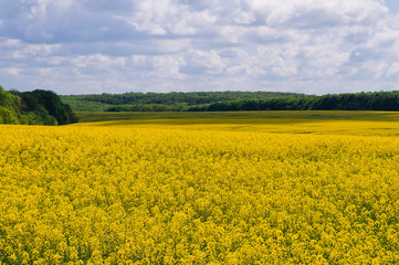 Obraz premium Field of rapeseed against sky with clouds