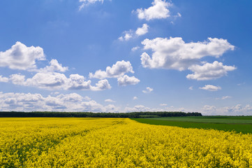 Yellow rapeseed field and green field of wheat under the blue sk