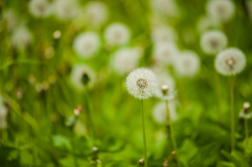 dandelions in a field