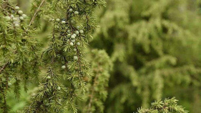 Juniper blooming. Swaying in the wind.