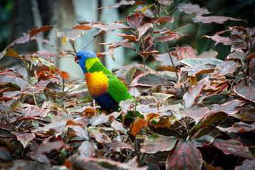 Color parrot in natural habitat