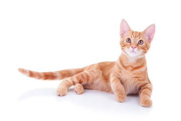 Happy ginger kitten cat laying down isolated